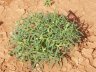 Euphorbia boophthona-1.jpg